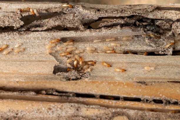 Best Pest Control Near Me  in Columbus Af, MS